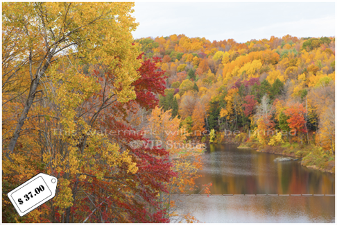 2020 _Foliage_8194.png